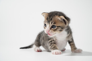 Tabby Cat kitten posing on white background tiger marble stripe