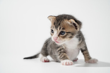 Tabby Cat kitten posing on white background tiger marble stripe