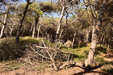 Pine forest near the beach with sea a sunny summer day in Marina di Cecina (Cecina Mare), Pinewood located in Tuscany, Italy