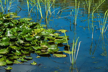 Beautiful Lotus green leaf in the pond.