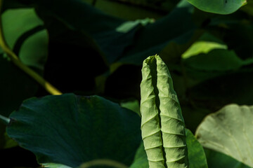 Beautiful Lotus green leaf in the pond.