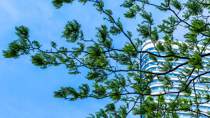 Tree branch with small leaves in front of a skyscraper with nice blue sky in Vienna