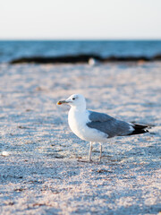 Seagull on the background of the sea. Seagull close-up. Sea bird.