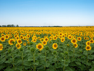 Sunflowers are Growing on the Big field. Wonderful panoramic view field of sunflowers by summertime. Long rows of nice yellow sunflower in the field under the blue sky. Black sunflower seeds.