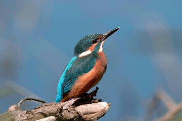kingfisher on branch