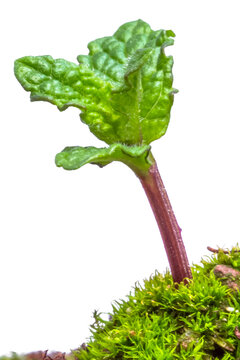 Plant de menthe, fond blanc 