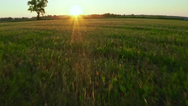 Field plant sunset grass farm countryside nature floar