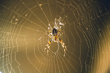 spider crusader on the spiderweb