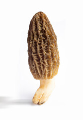 Morchella/Moral mushroom photo on the white background. 