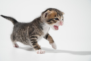 Tabby Cat kitten posing on white background tiger marble stripe