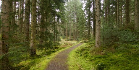 Forest walk in Scotland’s springtime.