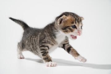 Tabby Cat kitten posing on white background tiger marble stripe