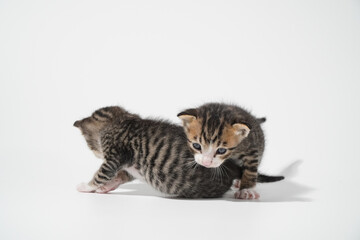 Obraz premium Tabby Cat kitten posing on white background tiger marble stripe