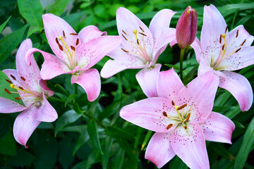 A pink Lily grows in a flower bed near the house. Beautiful summer landscape. Flowering shrubs.