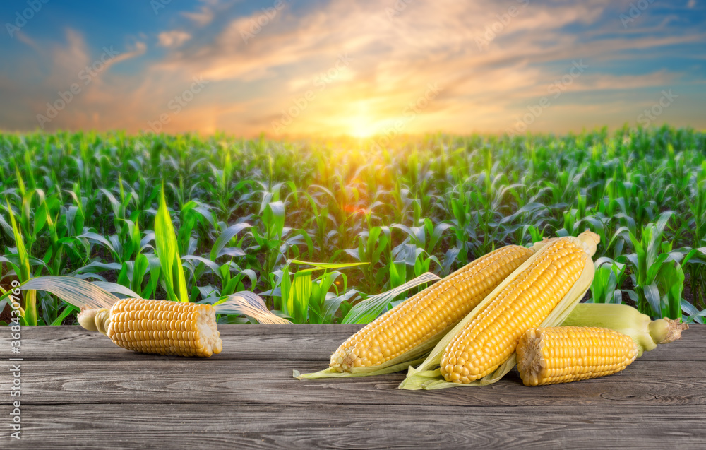 Wall mural cobs of corn on wooden table against background of cornfield at sunset - Wall murals