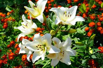 Flowers of a white Lily close-up on a flowerbed slices of marigolds and host. Beautiful summer landscape. Flowering shrubs of daylily.