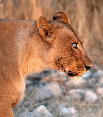 Fototapeta na wymiar Head shot of a Lion with a cataract in the eye
