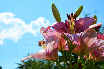 Pink Lily flowers close-up against the blue sky. Beautiful summer landscape. Flowering shrubs.