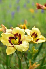 A beautifully blooming yellow day lily grown organically in the backyard garden.