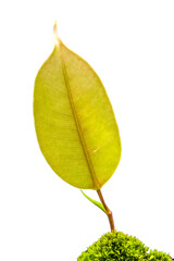 Feuille de ficus sur fond blanc 