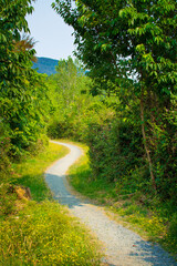 Fototapeta na wymiar A winding forest path running through trees and shrubs