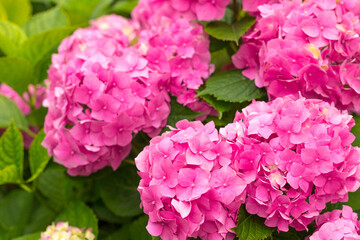 Flowers blossom on sunny day. Flowering hortensia plant. Pink Hydrangea macrophylla blooming in spring and summer in a garden. Web banner, nature background