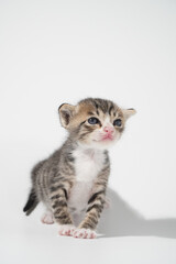 Tabby Cat kitten posing on white background tiger marble stripe