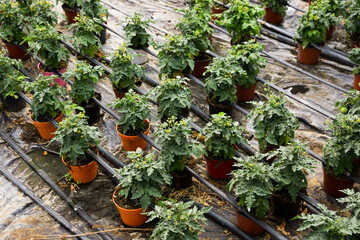Fototapeta na wymiar Tomato seedlings growing in pots in sunny greenhouse, nobody