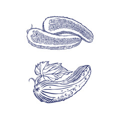 Download vector drawing of a set of cucumbers.