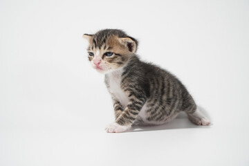 Obraz premium Tabby Cat kitten posing on white background tiger marble stripe
