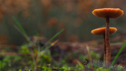 Macro de petits champignons au cœur de la forêt des Landes