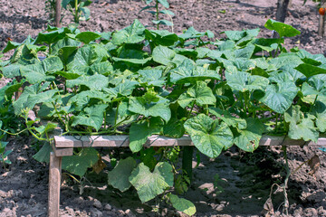 Cucumbers in the garden