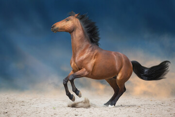 Fototapeta na wymiar Bay stallion run in desert sand