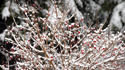 Viburnum opulus (common name: guelder-rose or guelder rose) in wild forest with red berry and snow in winter