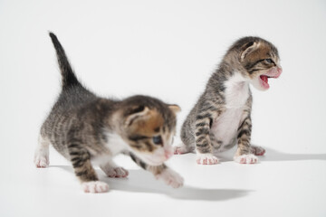 Tabby Cat kitten posing on white background tiger marble stripe