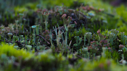 Sol forestier recouvert par divers champignons et petites plantes