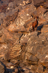 Brown goats in wild pasture on the rocks
