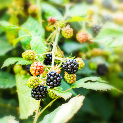 Close-up of ripening wild blackberries on a branch