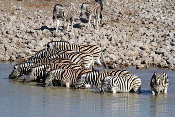 Fototapeta na wymiar Herd of Zebra at the waterhole