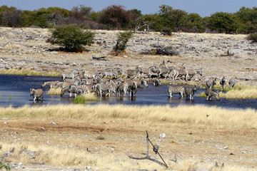Fototapeta na wymiar Herd of Zebra at the waterhole