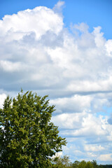 Obraz premium White Cumulus clouds float across the blue sky above the treetops. Beautiful atmospheric phenomenon. Natural vertical background.