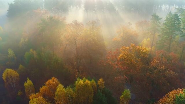 Flying over fabulous autumn forest. Silence, calmness and relaxation concept. Life outside the city, not far from the forest. Walks in the autumn forest in the early morning, aerial view. Nature