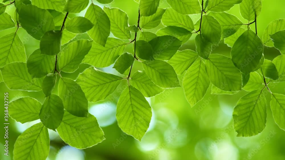 Poster fresh green leaves on a tree sway in the wind. elegant green background of green leaves and bokeh. u