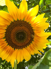 sun flower in the garden