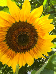 sun flower in the garden