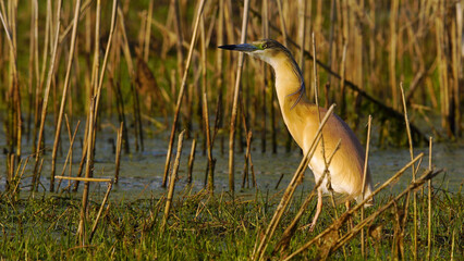 Squacco heron (Ardeola ralloides) hunting, river at background.                       