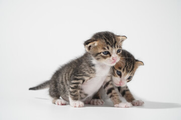Tabby Cat kitten posing on white background tiger marble stripe