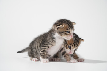 Tabby Cat kitten posing on white background tiger marble stripe