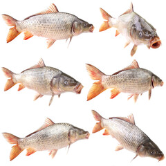 Carp fish on a white background