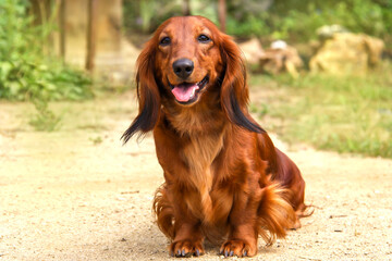 Portrait of a dog breed long-haired Dachshund bright red color in the open air in a summer Park. The well-groomed coat glistens in the sun.